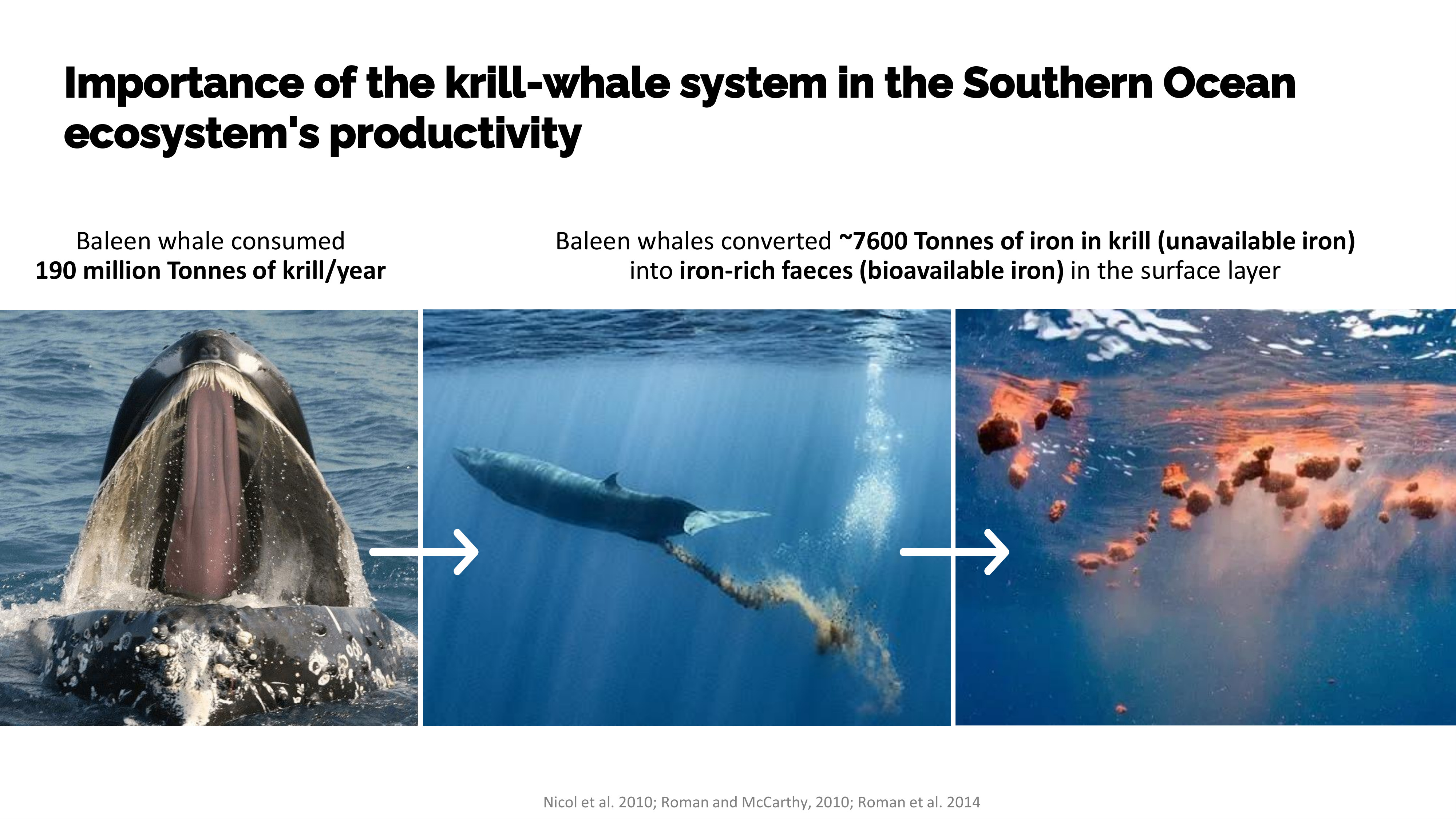 Whales as iron recyclers in the Southern Ocean